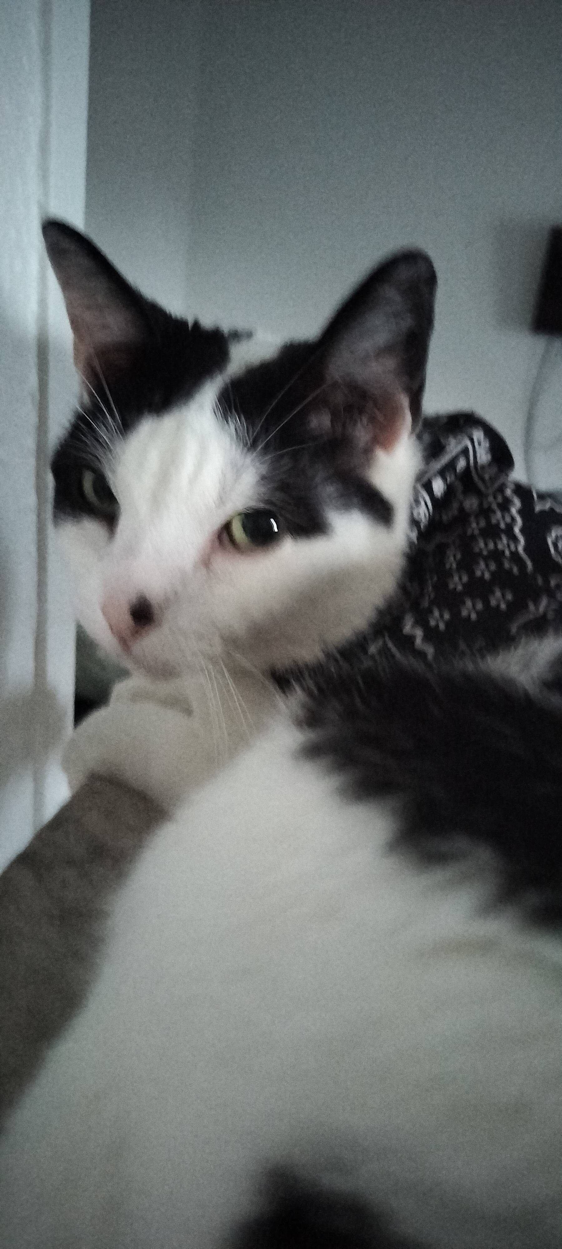 Miv the Cat